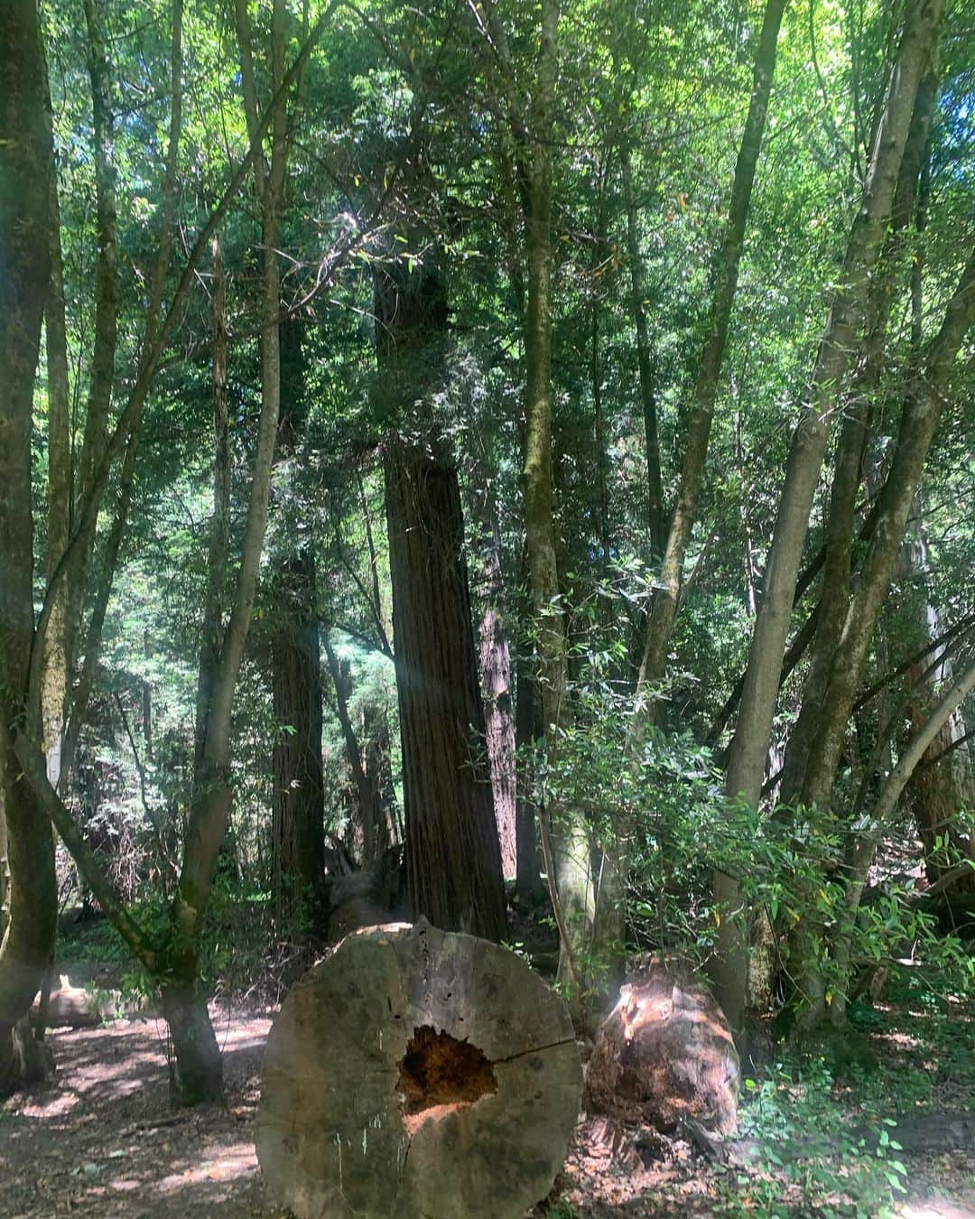 ベス・ベアーズさんのインスタグラム写真 - (ベス・ベアーズInstagram)「Craving forest air and redwood trees so badly. 🍃🌿🏔」7月3日 22時35分 - bethbehrs