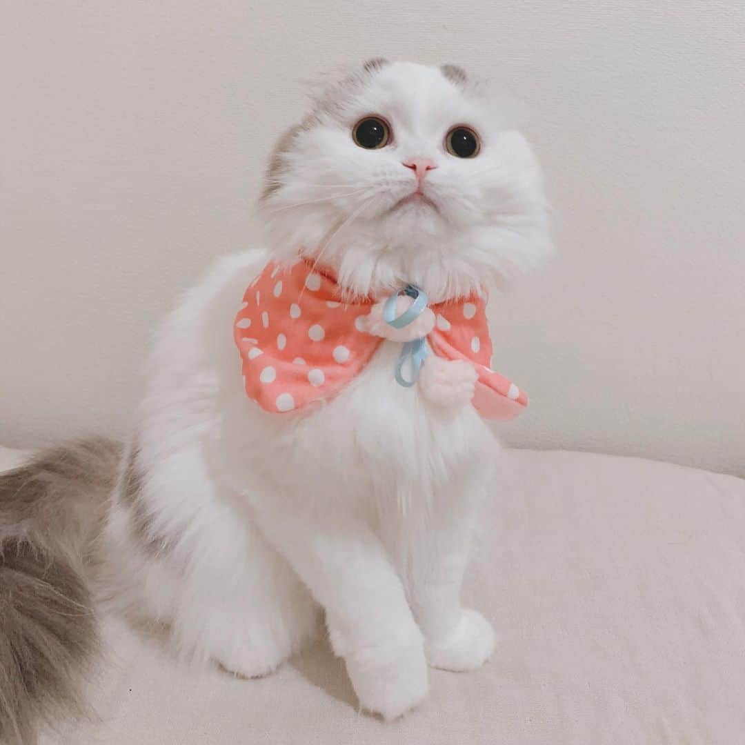 のんたのインスタグラム：「おめかしぱんちゃん🎀 そういえば女の子だったねーって感じ？ ・ #scottishfold #catstagram_japan #catsofinstagram #cats_of_instagram#catoftheday #ilovemycat #bestmeow #catlover #cutecat #kittensofinstagram #cute #スコティッシュフォールド」