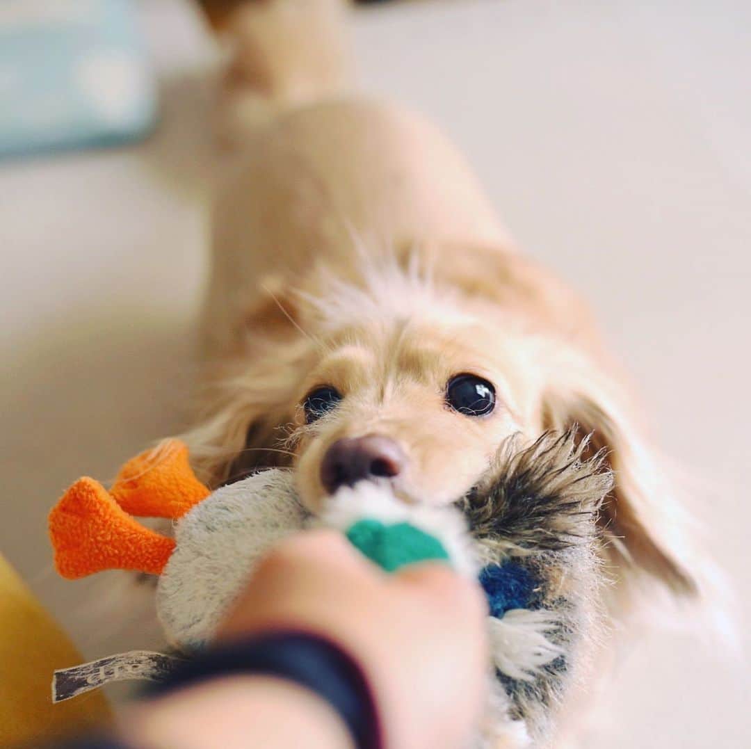 のインスタグラム：「Grrrrrrr!!!」