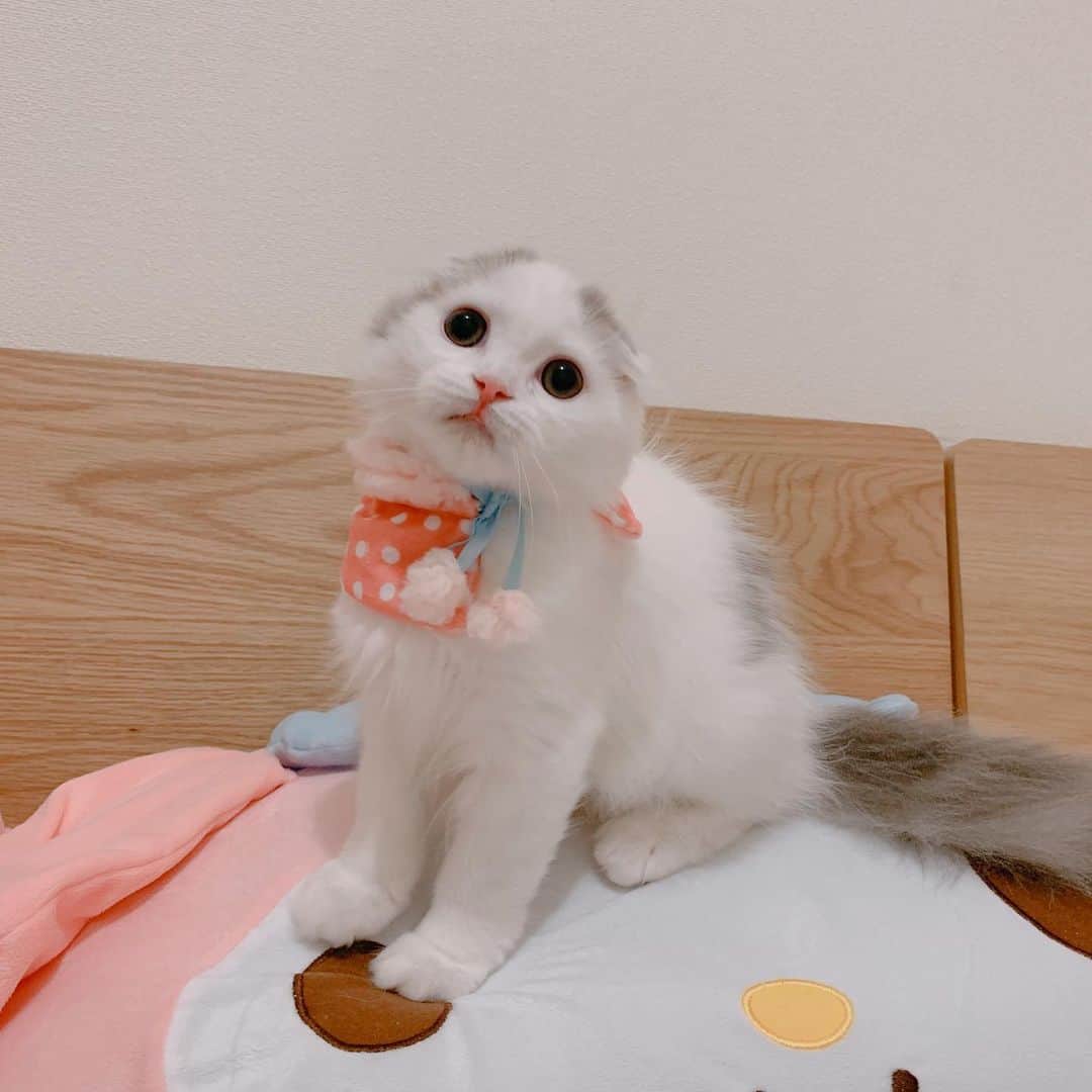 のんたのインスタグラム：「ひとつ前の投稿でぱんちゃんが着ているのはぼーちゃん用に買ったMサイズで この写真の赤ちゃん時代はSサイズでした👶 大きくなったなぁー☺️ ・ #scottishfold #catstagram_japan #catsofinstagram #cats_of_instagram#catoftheday #ilovemycat #bestmeow #catlover #cutecat #kittensofinstagram #cute #スコティッシュフォールド」