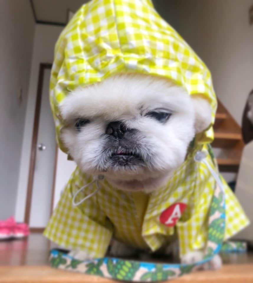 こなつのインスタグラム：「(｡•́︿•̀｡)☔️☔️☔️」