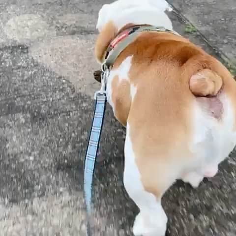 Bodhi & Butters & Bubbahのインスタグラム：「That wiggle 🥰 . . . . . #bulldog #wiggle #booty #peach #cute #baby #puppy #love #summer #style #dogsofinstagram #funny #smile #bestoftheday 💗 @bulldog_diesel」