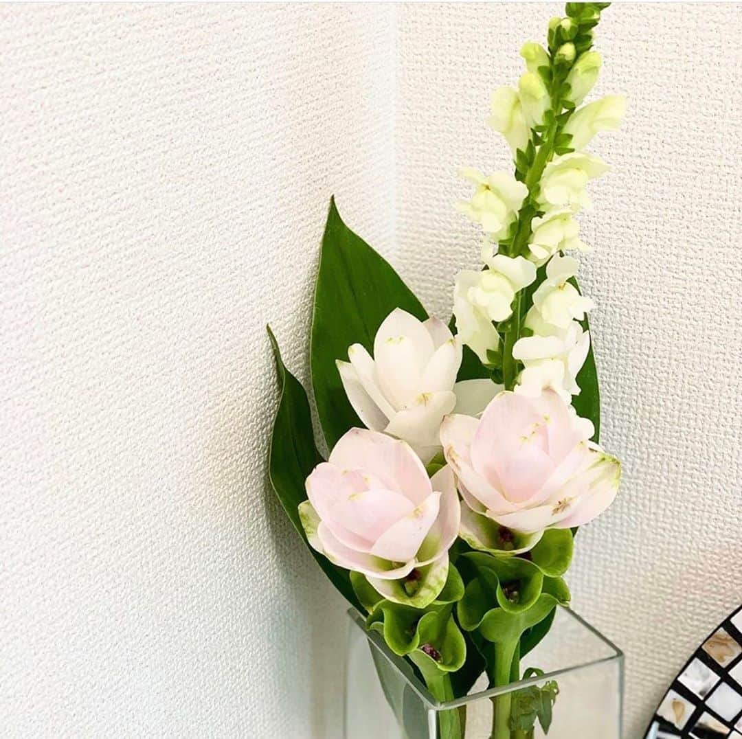のインスタグラム：「【花】 今回はクルクマシャローム 見た目が珍しくてチョイス🌷 花言葉は「あなたの姿に酔いしれる」 . なるほど。 . #全て受け売り #生姜科ウコン属 #クルクマ #クルクマシャローム #花のある暮らし」