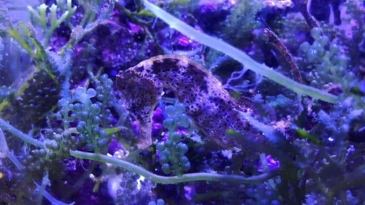 相沢梨紗のインスタグラム