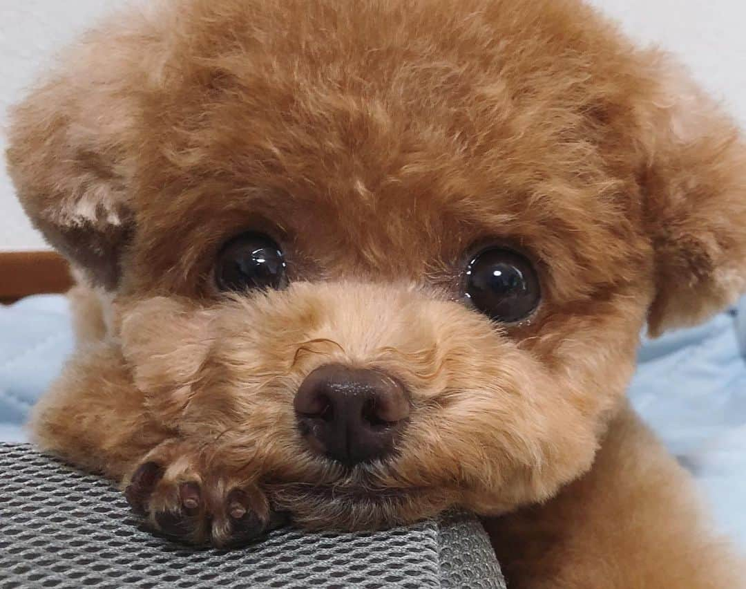 ふわさんのインスタグラム写真 - (ふわInstagram)「#toypoodle#toypoodlegram#dogsofinstagram#doglover#doglife#instadog#dog#fuwamama#ふわもこのふわ#ふわ#といぷーどる#トイプードル#ふわもこ部#犬バカ部#親バカ部#犬のいる暮らし#四角い顔#おっ!四角い顔だよ#このフレーズは…」7月4日 9時42分 - huwayama