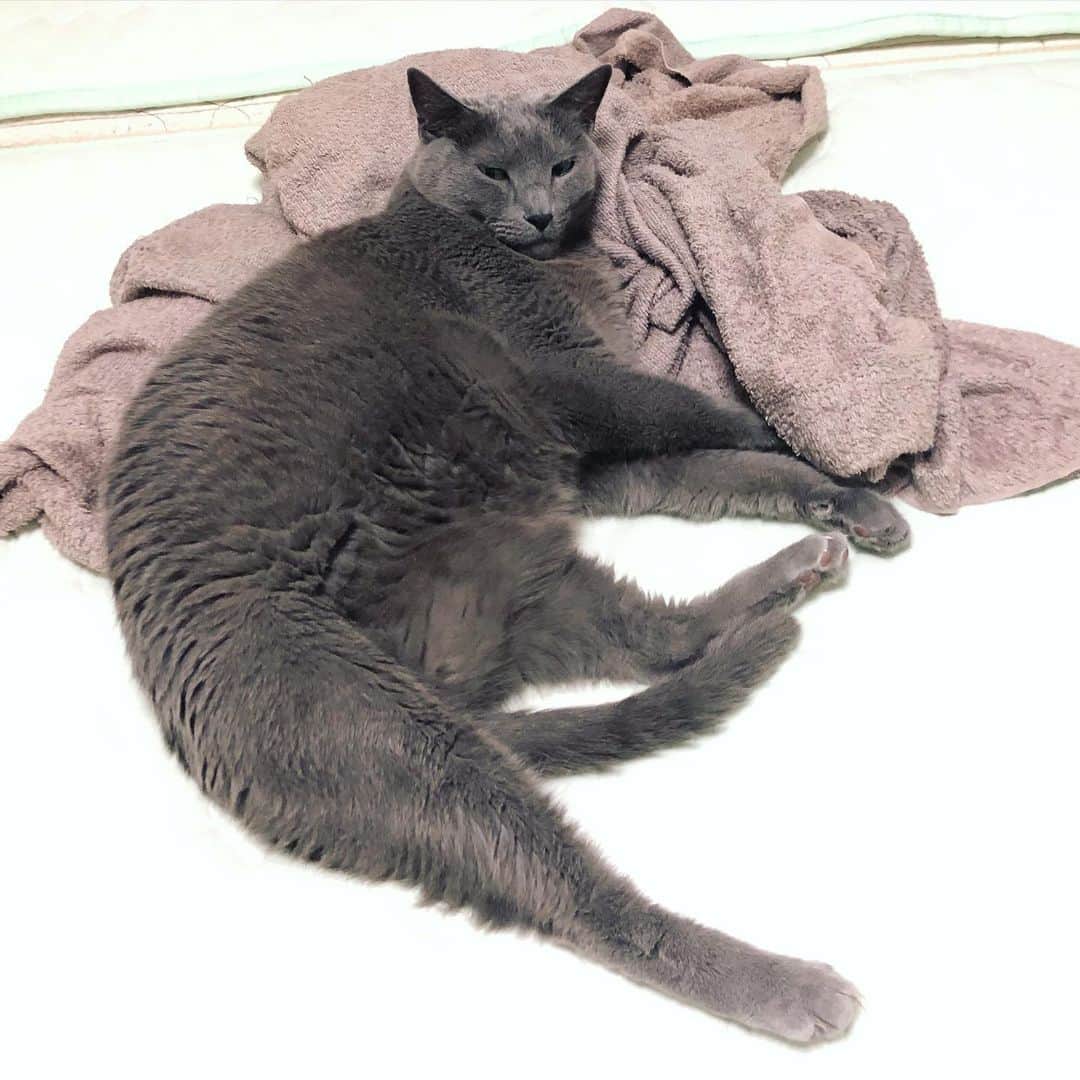 のインスタグラム：「ここは俺様の寝床ですが何か？😼😼😼-Kote(こて)  ✨ニンゲンのベッドです🛌✨ . #myfavoriteplace  .  #cat #russianblue #猫 #ねこ #ロシアンブルー #chat  #gato #greycat  #greeneyes #emeraldeyes #ふわもこ部 #にゃんすたぐらむ  #みんねこ  #INSTACAT_MEOWS #catstocker #meowsandwoofs #excellent_cats #meowvswoof #catsofworld #TopCatPhoto  #cutepetclub #IgAnimal_Snaps #cat_features #bestmeow #petoftoday」