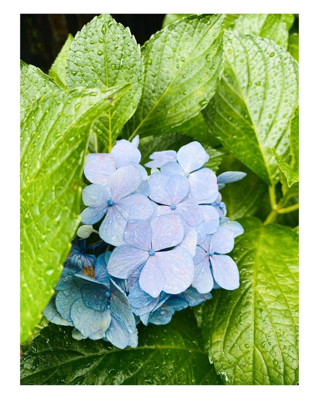 高山都さんのインスタグラム写真 - (高山都Instagram)「雨降ってるし面倒だなーと家を出ても、こんな美しい花や緑に会えるから、ご機嫌に走れた土曜日の朝。 紫陽花は濡れてるほうが美人だなぁ。 というか、濡れた花に本当に目がない。」7月4日 10時20分 - miyare38