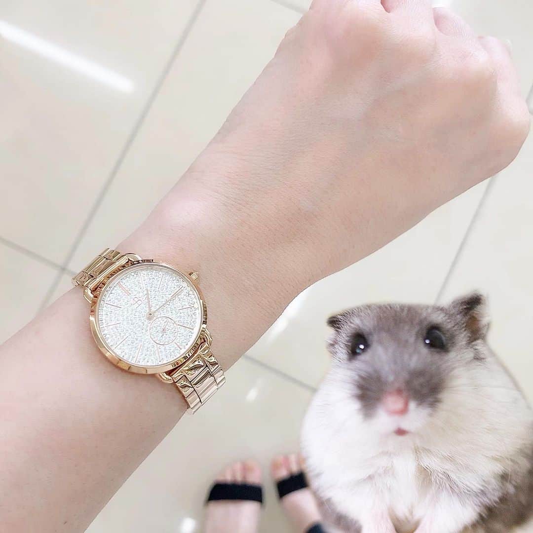 hamster_mocoさんのインスタグラム写真 - (hamster_mocoInstagram)「ほぇ〜✨🐹 キラッキラな腕時計〜女子力高いでちねぇ⌚👀✨✨ ･ 4B WATCHES @4b_japanpress  さんの素敵な時計のモニターをさせて頂きました🥰 ･ こちらの新作"LUCKY STAR"はその名の通り、フェイス一面に埋め込まれた煌びやかなラインストーンが光り輝き手元をゴージャスに魅せてくれます✨✋光の加減で毎回ストーンの輝きが違うのも特徴です😚💫 ･ カラーは7色展開🌈 私が選んだのはゴールドのバンドとフェイスにシルバーのラインストーンが敷き詰められたモノです✨ ･ 10%OFFクーポンコード 【⠀asahifzd 】 ･ 7月3日(金)よりHIROBにて販売展開もスタートされるそうです!! 〜HIROB 4B WATCHES取り扱い店舗〜 札幌ステラプレイス店、新宿ニュウマン店、ルミネ横浜店、ルミネ大宮店、名古屋パルコ店、名古屋タカシマヤゲートタワーモール店 ･ つけてるだけで気分が上がるアクセサリー感覚の時計は爽やかな夏にオススメです〜ご興味がある方は10%OFFのクーポンコード【 asahifzd 】でお得にゲットしてくださいね😙🌺🌴🏖 ･ #4bwatches #時計#腕時計#blackbybluebrave  ･  #ハムスターふく#ハムスター#ジャンガリアンハムスター#ジャンガリアン#パイドハムスター#パイドジャンガリアン#ジャンガリアンパイド#ふわもこ部 #モフモフ#ペット#ハムスタグラム #hamster#djungarian#hamstagram#hammy#happy_pets#PET_OF_OUR_WORLD#igersjp#ig_japan#instapet#weeklyfluff#kawaii#cute#仓鼠#정글리안#햄스터」7月4日 10時43分 - asahi.fl