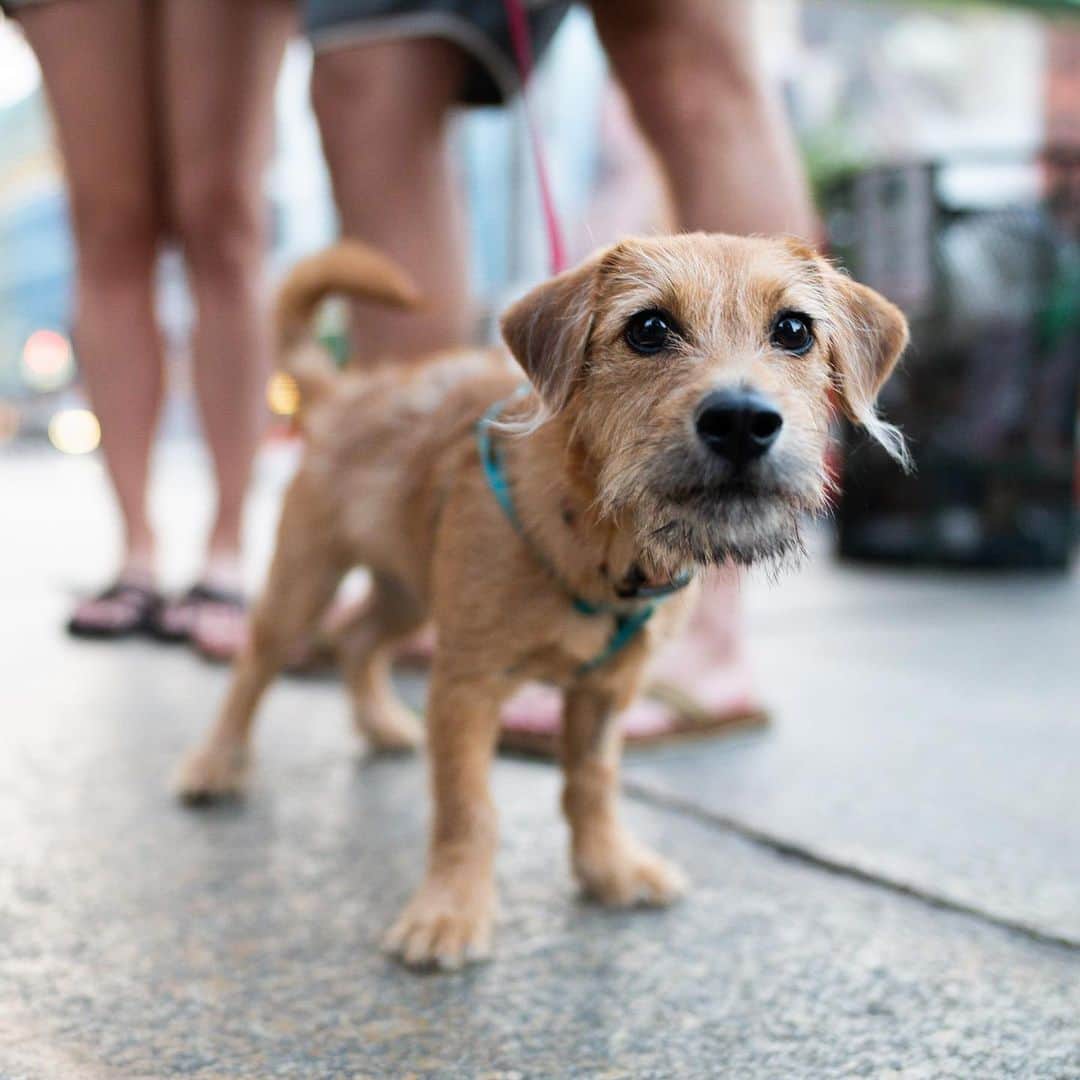 The Dogistさんのインスタグラム写真 - (The DogistInstagram)「Lady, mix (6 m/o), Houston & Mulberry St., New York, NY • “She was in a litter of six and they were all white and named after ice creams – her name was Butterscotch. She’s fearless; she’ll get chased by a German Shepherd and come back for more.”」7月4日 11時00分 - thedogist
