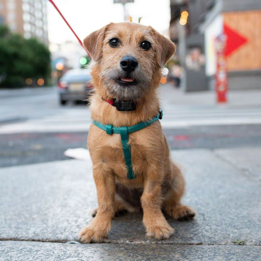 The Dogistさんのインスタグラム写真 - (The DogistInstagram)「Lady, mix (6 m/o), Houston & Mulberry St., New York, NY • “She was in a litter of six and they were all white and named after ice creams – her name was Butterscotch. She’s fearless; she’ll get chased by a German Shepherd and come back for more.”」7月4日 11時00分 - thedogist