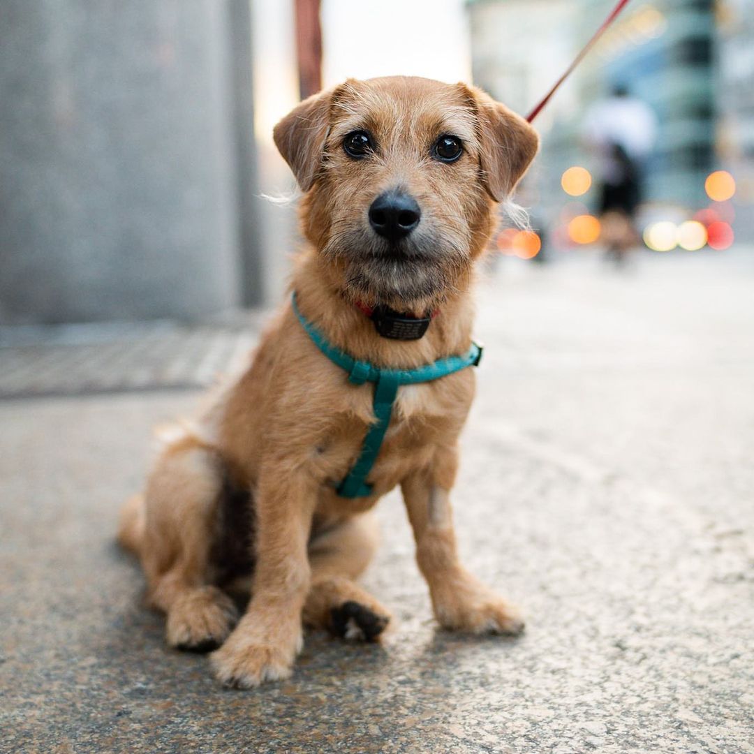 The Dogistさんのインスタグラム写真 - (The DogistInstagram)「Lady, mix (6 m/o), Houston & Mulberry St., New York, NY • “She was in a litter of six and they were all white and named after ice creams – her name was Butterscotch. She’s fearless; she’ll get chased by a German Shepherd and come back for more.”」7月4日 11時00分 - thedogist