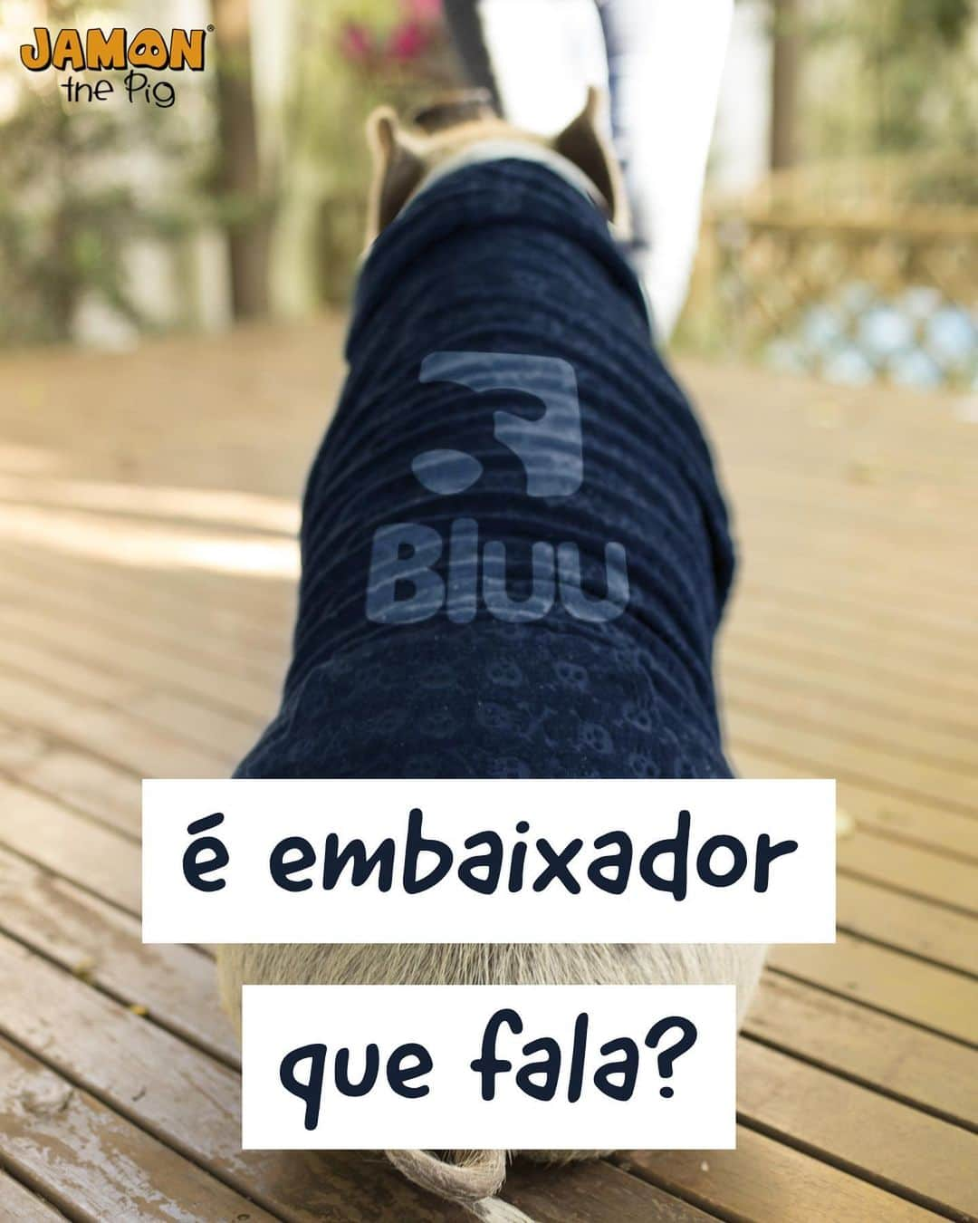 Jamonのインスタグラム：「É isso aí! Sou o novo embaixador da Bluu! Vocês ja conhecem a Bluu? Agora nós somos parceiros! Já estou de olho no celular, esperando a Bluu chegar para compartilhar todos meus momentos com vocês! No BluuSocial, você cria o perfil do seu melhor amigo, conversa, posta conteúdo e recebe muita informação sobre o mundo pet! Faça parte de grupos com assuntos da sua preferência, crie eventos casuais e saiba de todos os eventos pets pertinho de você!  E tem muito mais, segue a @bluuapp pra conferir todas as novidades do #seumundopet! #jamonthepigbluu #jamonthepig  Foto @estudioeuka」