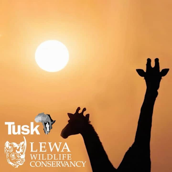 ジュリアンマクドナルドのインスタグラム：「I had the amazing opportunity to run one of the hardest marathons in the world in one of the most beautiful parts of the world, Kenya, for two great charities.  Jointly organised by @lewa_wildlife and @tusk_org, this extraordinary challenge was a life changing experience.  The event draws thousands of participants from all over the world and this year is extra special as they raise much needed funds for wildlife conservation projects and communities across Kenya who have been directly impacted by the Covid-19 pandemic.  One of the main things we enjoyed doing was being able to see the schools and the result that have come from the marathon. From building new classrooms, supporting local clinics and water projects to protecting the critically endangered black rhino, iconic elephants, the marathon continues to achieve significant impact for people and nature.  @simonggarner @lemonyworld   #lewasafarimarathon #tusklewasafarichallenge #runwild www.lewasafarimarathon.com」