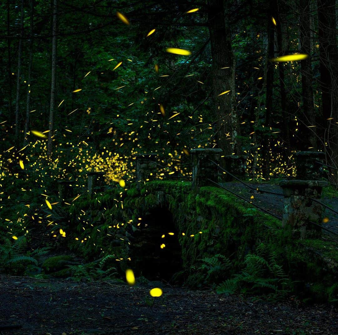 アメリカ内務省さんのインスタグラム写真 - (アメリカ内務省Instagram)「Deep in the enchanting woods of Great Smoky Mountains National Park, fireflies perform their mesmerizing light show over a two-week period between mid-May to mid-June. Synchronous #fireflies are among the 19 species found in the park. They sync up their flashing patterns, timing everything like a luminous dance number. They require an extremely dark environment to stay coordinated, and any light that enters the area throws off their whole performance. Their presence beckons to photographers and viewers alike, to explore the #Appalachian forests of #Tennessee and #NorthCarolina after dark --with eyes peeled for flashing. This image is a combination of close to 100 photos with long exposure. What a magical place this world is, especially with these dazzling beetles. Photo courtesy of Jonathan Hoomes (@jhoomes). #UsInterior #RecreateResponsibly #LightShow #Lightningbugs  @greatsmokynps」7月4日 2時12分 - usinterior