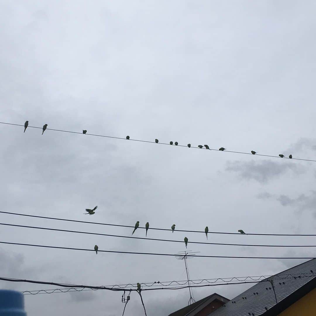 lululukululuさんのインスタグラム写真 - (lululukululuInstagram)「野生のインコ🦜🦜🦜 大群❣️ #鳥#インコ#bird」7月4日 2時14分 - tajitajicat