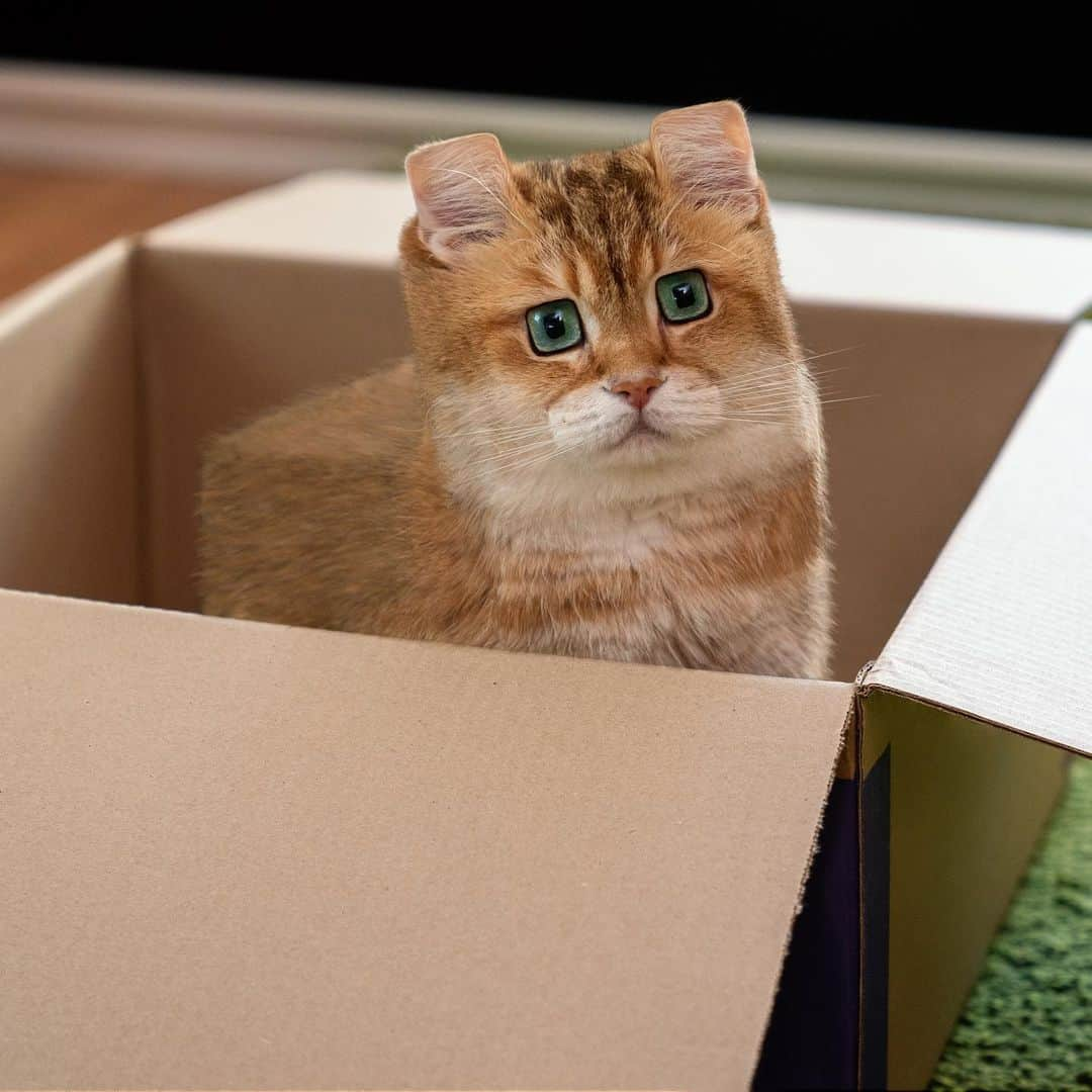 Hosicoさんのインスタグラム写真 - (HosicoInstagram)「I fell asleep today in a box 📦 Minecraft 😹 Edited by @ditpict #anicube」7月4日 2時27分 - hosico_cat