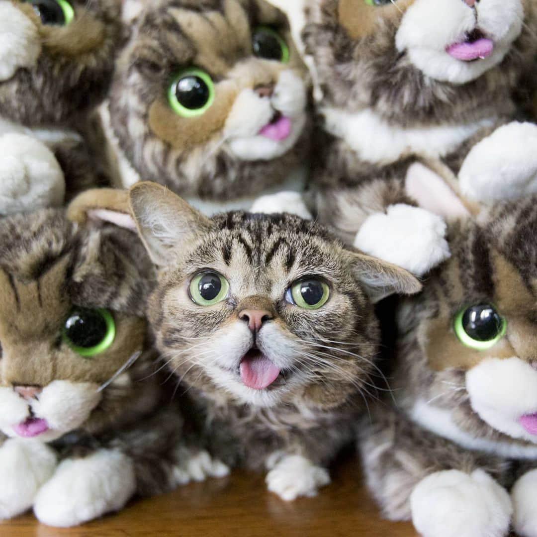 Lil BUBさんのインスタグラム写真 - (Lil BUBInstagram)「The BUB Plush Toys are finally in stock in the BUB STORE, and everything is 15% off through the end of the weekend at the link in our bio.  As always, a portion of all proceeds benefits Lil BUB’s Big FUND for Special Needs Pets. #yourveryownbub #bestjobbub #lilbub #buforever」7月4日 2時45分 - iamlilbub