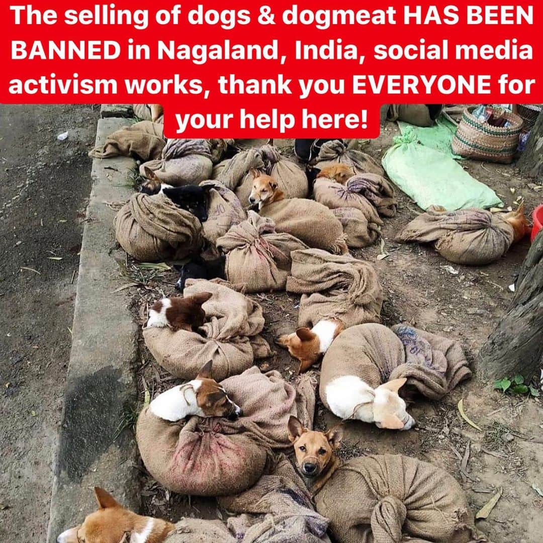ティモシー・サイクスさんのインスタグラム写真 - (ティモシー・サイクスInstagram)「Repost from @karmagawa We are SO happy to announce that Nagaland, India has banned the selling of dogs and dogmeat as a result of our social media campaign a few days ago! We asked everyone to help spread awareness and save these poor dogs and the @karmagawa and @savethereef communities came through with over 250,000 likes, 100,000+ shares and most importantly over 1.25 million emails sent Temjen Toy, the Chief Secretary of Nagaland who announced the amazing news on Twitter earlier today! Please share this incredible victory for animals with your followers to show that social media activism does work, and it can work MUCH faster than anyone realizes...and we’re only just getting started! To celebrate the freedom for the dogs of Nagaland, along with the July 4th holiday here in the US, check out the link in our bio to save up to 50% off on all @karmagawa and @savethereef charity merch during our special Independence Day Sale and remember, our apparel is limited edition so grab some while you can while supplies last. ALL the proceeds from our charity merch get donated to the now 50+ charities we support to build more schools, medical centers & animal rescue centers while also supporting the children in Yemen, the fight to end racism and save Australian wildlife, our planet’s coral reefs, marine life and endangered species too! There’s a lot of work to be done, but as this victory in Nagaland demonstrates, WE CAN ACCOMPLISH GREAT THINGS WHEN WE WORK TOGETHER! Thank you to everyone for all your support, we truly appreciate it...please share this great news with your followers and tag people, celebrities, influencers and news media who need to this, let’s keep changing the world together! #socialactivism #savethedogs #teamwork #spreadingawareness #savethereef #karmagawa」7月4日 3時03分 - timothysykes