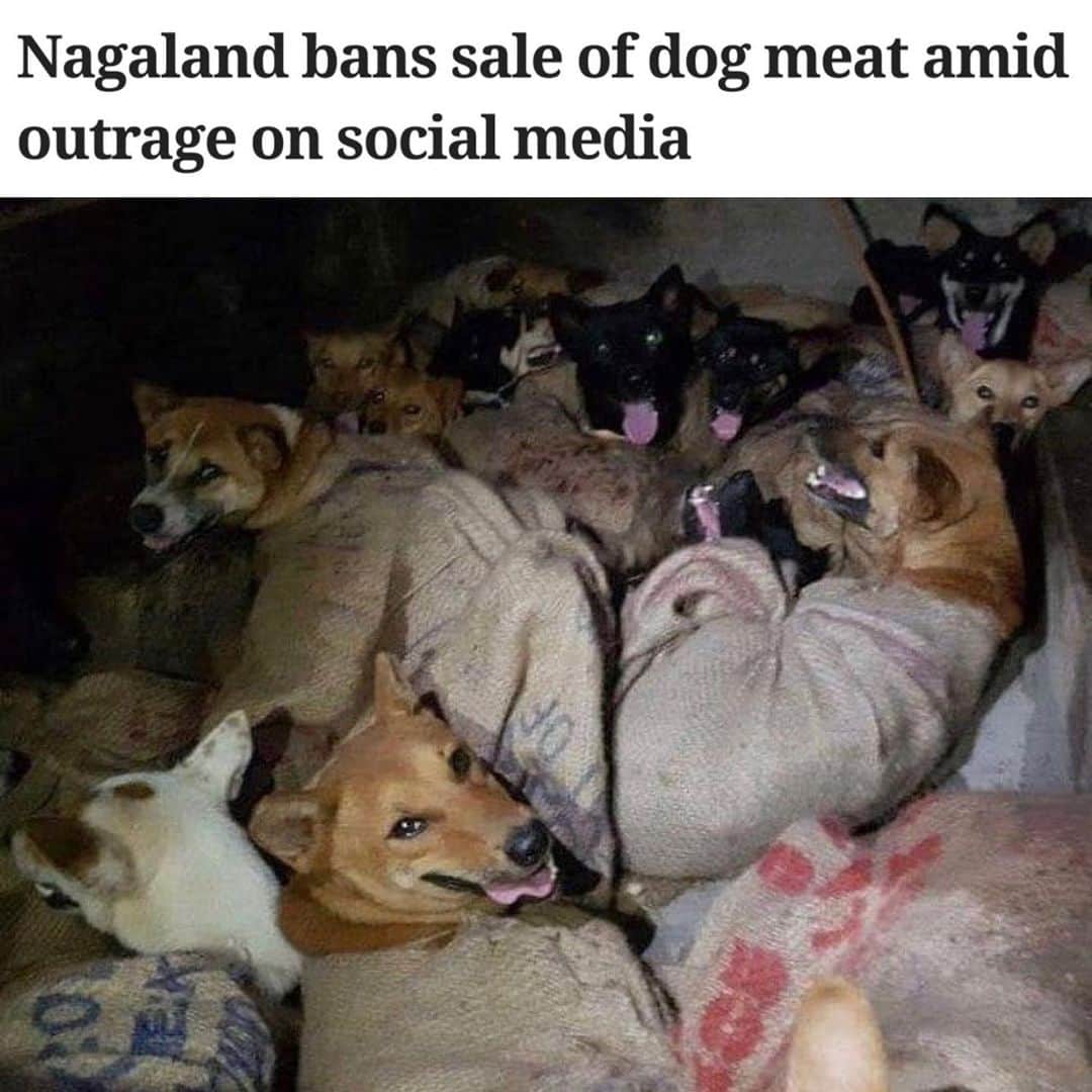 ティモシー・サイクスのインスタグラム：「Repost from @karmagawa We are SO happy to announce that Nagaland, India has banned the selling of dogs and dogmeat as a result of our social media campaign a few days ago! We asked everyone to help spread awareness and save these poor dogs and the @karmagawa and @savethereef communities came through with over 250,000 likes, 100,000+ shares and most importantly over 1.25 million emails sent Temjen Toy, the Chief Secretary of Nagaland who announced the amazing news on Twitter earlier today! Please share this incredible victory for animals with your followers to show that social media activism does work, and it can work MUCH faster than anyone realizes...and we’re only just getting started! To celebrate the freedom for the dogs of Nagaland, along with the July 4th holiday here in the US, check out the link in our bio to save up to 50% off on all @karmagawa and @savethereef charity merch during our special Independence Day Sale and remember, our apparel is limited edition so grab some while you can while supplies last. ALL the proceeds from our charity merch get donated to the now 50+ charities we support to build more schools, medical centers & animal rescue centers while also supporting the children in Yemen, the fight to end racism and save Australian wildlife, our planet’s coral reefs, marine life and endangered species too! There’s a lot of work to be done, but as this victory in Nagaland demonstrates, WE CAN ACCOMPLISH GREAT THINGS WHEN WE WORK TOGETHER! Thank you to everyone for all your support, we truly appreciate it...please share this great news with your followers and tag people, celebrities, influencers and news media who need to this, let’s keep changing the world together! #socialactivism #savethedogs #teamwork #spreadingawareness #savethereef #karmagawa」
