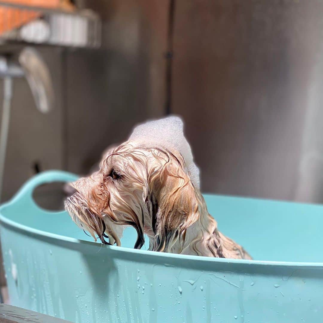 Dogs by Ginaのインスタグラム：「Pepper」