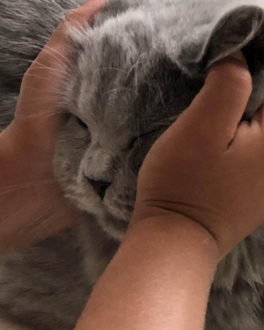 Mathilde Goehlerのインスタグラム：「Living the best cat life in Kenya’s hands ☺️🥰 photo @sophiegoehler 🤍🤍🤍」