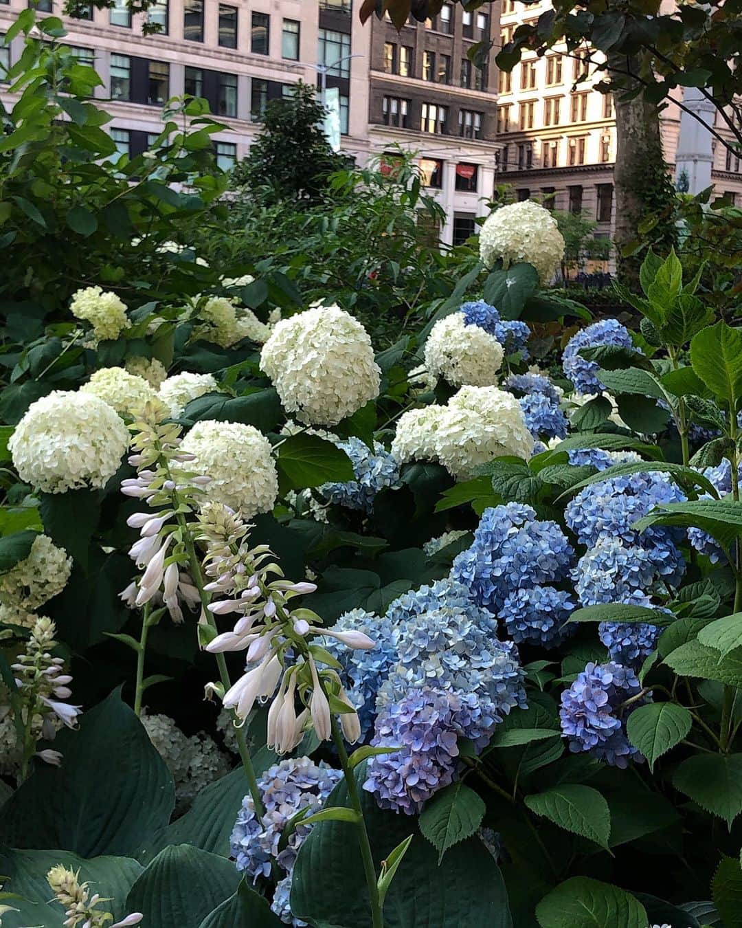 Victoria Leeのインスタグラム：「In Bloom💙🤍」