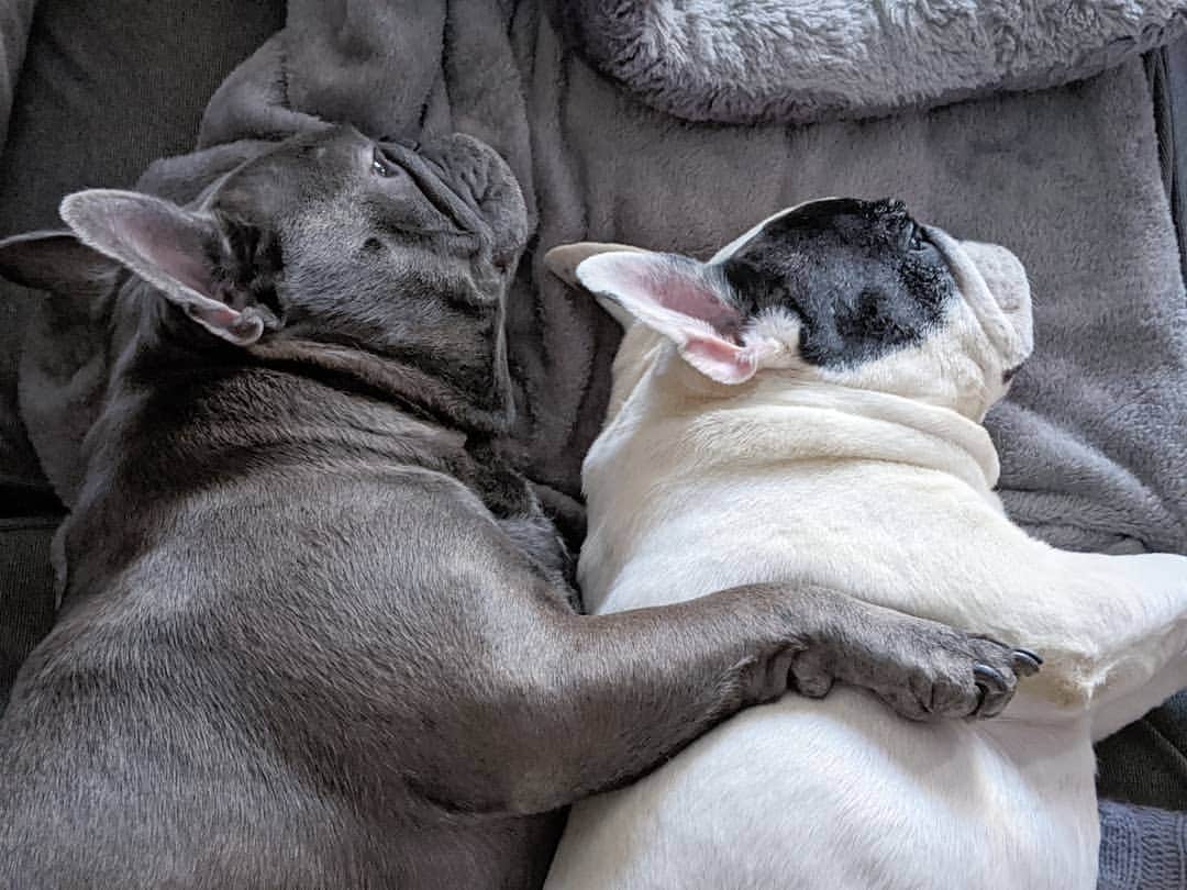 Manny The Frenchieさんのインスタグラム写真 - (Manny The FrenchieInstagram)「Cuddle brothers」7月4日 5時49分 - manny_the_frenchie