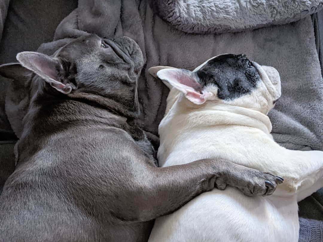 Manny The Frenchieのインスタグラム：「Cuddle brothers」