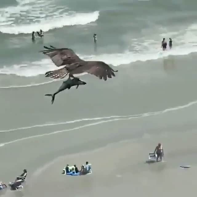 WildLifeのインスタグラム：「#Repost @sharksacc Did this bird catch a shark? We have questions...What type of bird is it? Has anyone seen something like this before? ***Correction*** Video is from Ashley White and filmed in #myrtlebeach #southcarolina And the answers---> https://www.trackingsharks.com/answered-anyone-know-this-bird-and-is-it-holding-a-shark/ reposted from @trackingsharks」