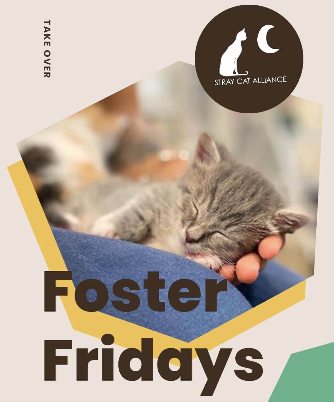 Cats of Instagramさんのインスタグラム写真 - (Cats of InstagramInstagram)「Today is #FosterFridays with @straycatalliance! Climb on over to our stories to hear what they’re up to right now. ⁣ •••⁣ Every Friday, one of our favorite organizations takes over our Instagram stories! Please visit + follow their social to learn more.」7月4日 6時35分 - cats_of_instagram