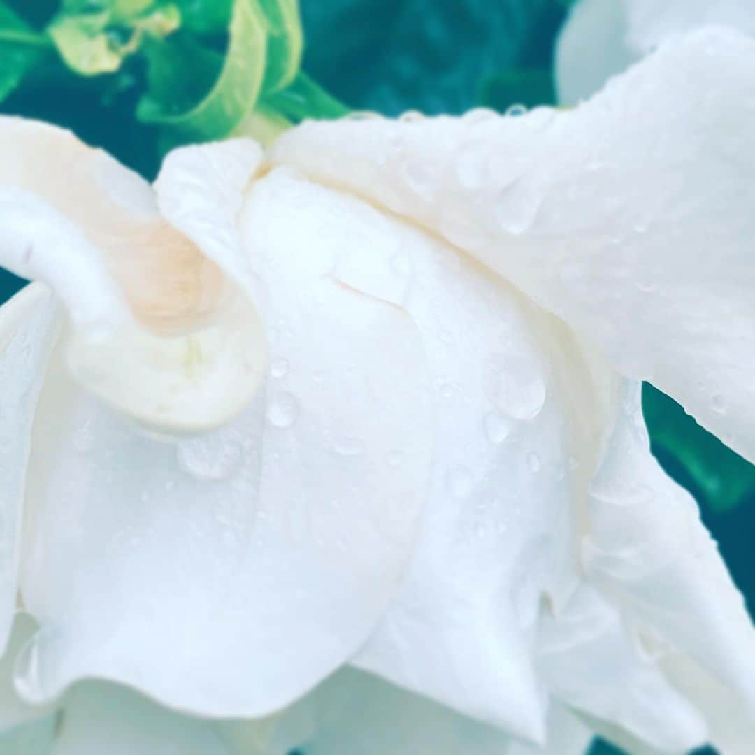 中野敬久さんのインスタグラム写真 - (中野敬久Instagram)「#flower #flowersoflife #white #wet #rain #hope」7月4日 6時52分 - hirohisanakano