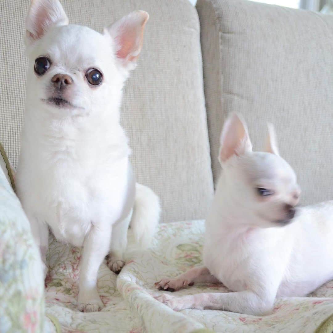 KORIKIのインスタグラム：「おはようございます♪ #隣にヨーダ降臨 #dogofsapporo #dog, #dogs, #dogstagram,#chihuahua,#犬バカ部,#チワワ,#koriki, #hanadog #白スムチ連合会, #スムチー,  #dogofthedayjp, #dogoftheday  #ilovemydog #instadog #instapet #WhiteChihuahua  #吉娃娃 #치와와  #dogsofinstagram #Chihuahualover  #ชิวาวา #チワワの輪 #barkbox #WhiteChihuahuaParty #もふもふモフモフ」