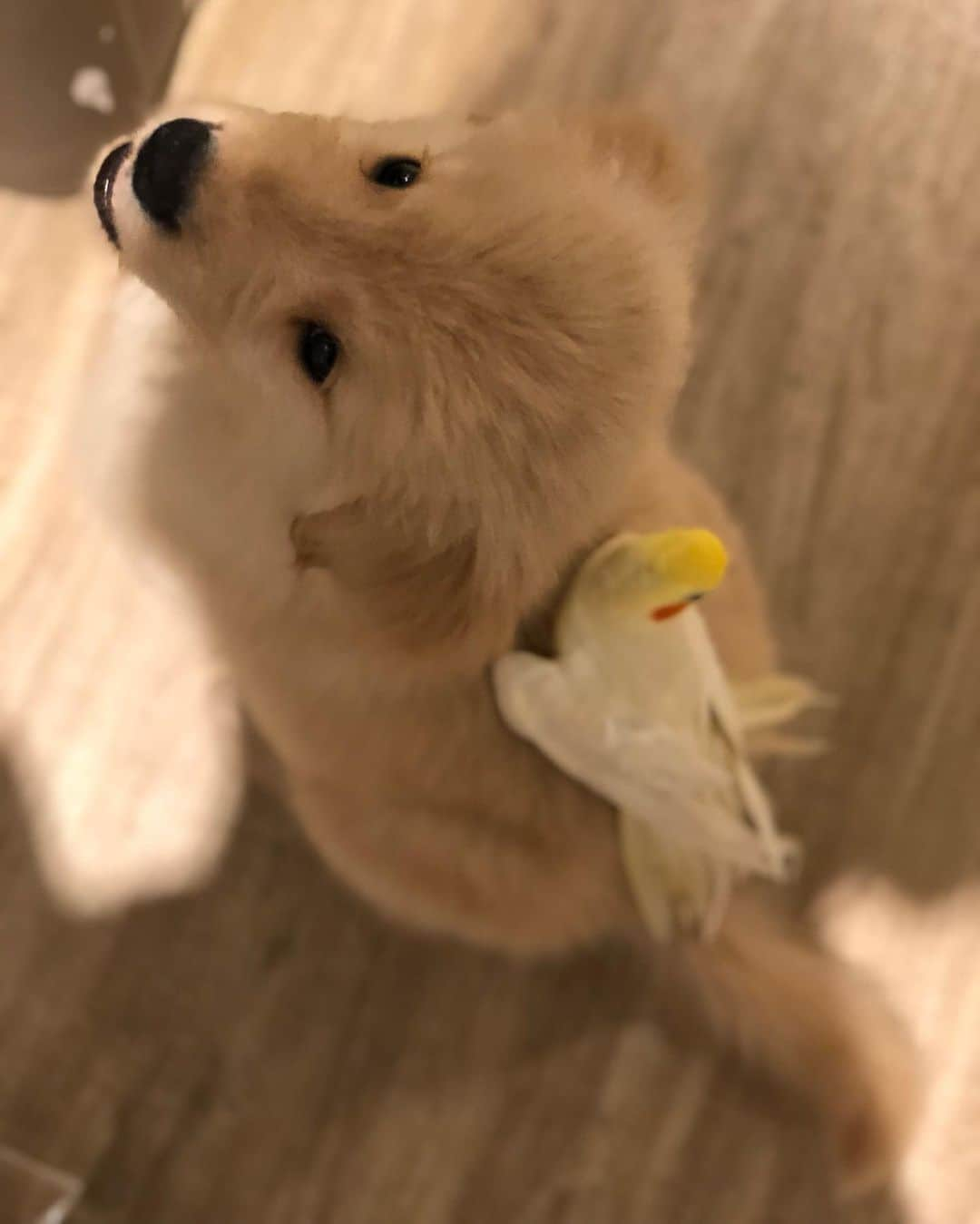 Bobさんのインスタグラム写真 - (BobInstagram)「Hoje é dia dele !!! Mito, Noah!!!! @otto_noah_goldenretriever 😍 muitos anos de vida pra essa maluco que nos diverte tanto! #happybirthday #felizaniversario #goldenretriever #goldenretrievers #puppy #puppies #puppiesofinstagram #puppylove #dogs #doglovers #instagram #instagramers #pets #petsofinstagram」7月4日 7時48分 - bob_marley_goldenretriever