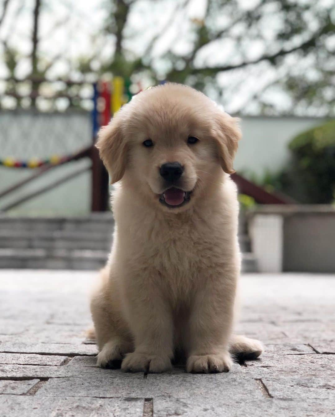 Bobさんのインスタグラム写真 - (BobInstagram)「Hoje é dia dele !!! Mito, Noah!!!! @otto_noah_goldenretriever 😍 muitos anos de vida pra essa maluco que nos diverte tanto! #happybirthday #felizaniversario #goldenretriever #goldenretrievers #puppy #puppies #puppiesofinstagram #puppylove #dogs #doglovers #instagram #instagramers #pets #petsofinstagram」7月4日 7時48分 - bob_marley_goldenretriever