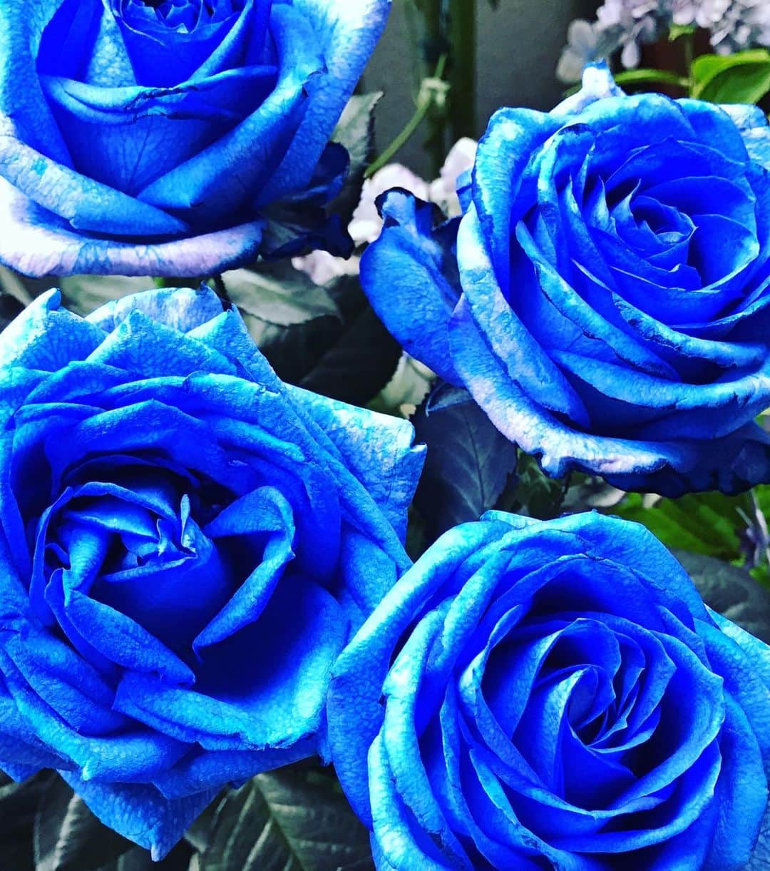 前野えまさんのインスタグラム写真 - (前野えまInstagram)「青い薔薇の花言葉は「夢が叶う」💙 ・ ・ #青い花 #青い薔薇 #青 #薔薇 #生花 #花言葉 #夢が叶う #花のある暮らし #前野えま   #blue #rose #real #flowers #languageofflowers #dreamscometrue #flowerstagram #flowerphotography #flowerlovers  #follow #tagsforlikes #tflers #tagsforlikesapp #actress #girl #photography #portrait #portraitphotography」7月4日 8時09分 - maeno_ema