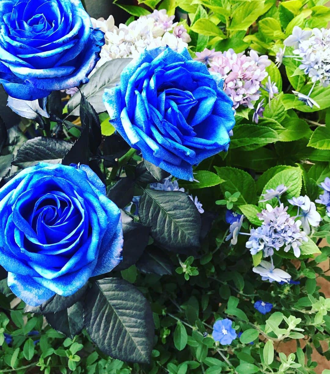 前野えまさんのインスタグラム写真 - (前野えまInstagram)「青い薔薇の花言葉は「夢が叶う」💙 ・ ・ #青い花 #青い薔薇 #青 #薔薇 #生花 #花言葉 #夢が叶う #花のある暮らし #前野えま   #blue #rose #real #flowers #languageofflowers #dreamscometrue #flowerstagram #flowerphotography #flowerlovers  #follow #tagsforlikes #tflers #tagsforlikesapp #actress #girl #photography #portrait #portraitphotography」7月4日 8時09分 - maeno_ema