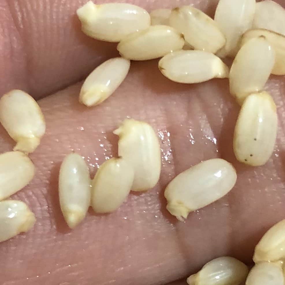 人時のインスタグラム：「発芽中♫ おはようございます。」