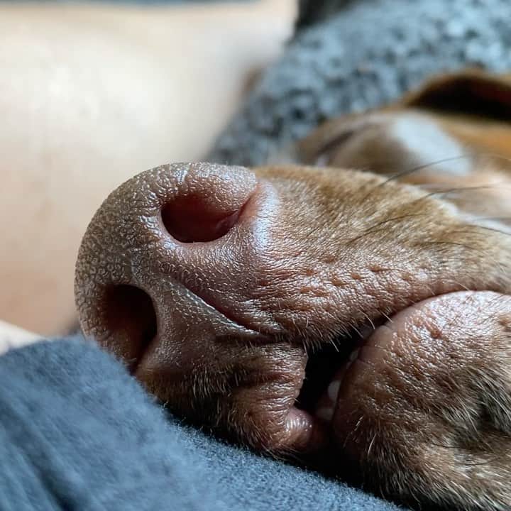 アレン・ジョーンズのインスタグラム：「Not even a finger in the nose could wake him up.」