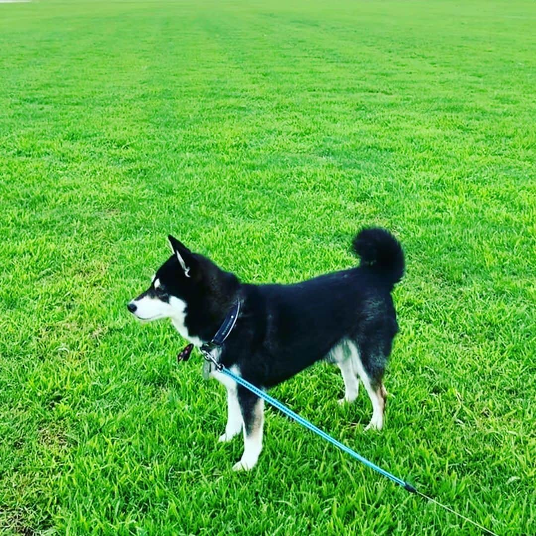 くろさんのインスタグラム写真 - (くろInstagram)「雨あがりの朝んぽ🌿 #いいんだよグリーンだよ #この広い野原いっぱい #greengreen #kuroshiba #blackshiba #shibainu #shibastagram #instadog #dogstagram #柴犬 #黒柴 #黑柴 #日本犬 #和犬 #シニア犬 #癒し犬 #いぬら部 #ふわもこ部 #柴犬部 #モフモフ生命体 #柴犬のいる暮らし #柴犬のいる生活 #柴犬と一緒 #わんこのいる暮らし #わんこのいる生活 #わんこと一緒 #わんダフォ #わんだふるJapan」7月4日 9時01分 - m6bmw