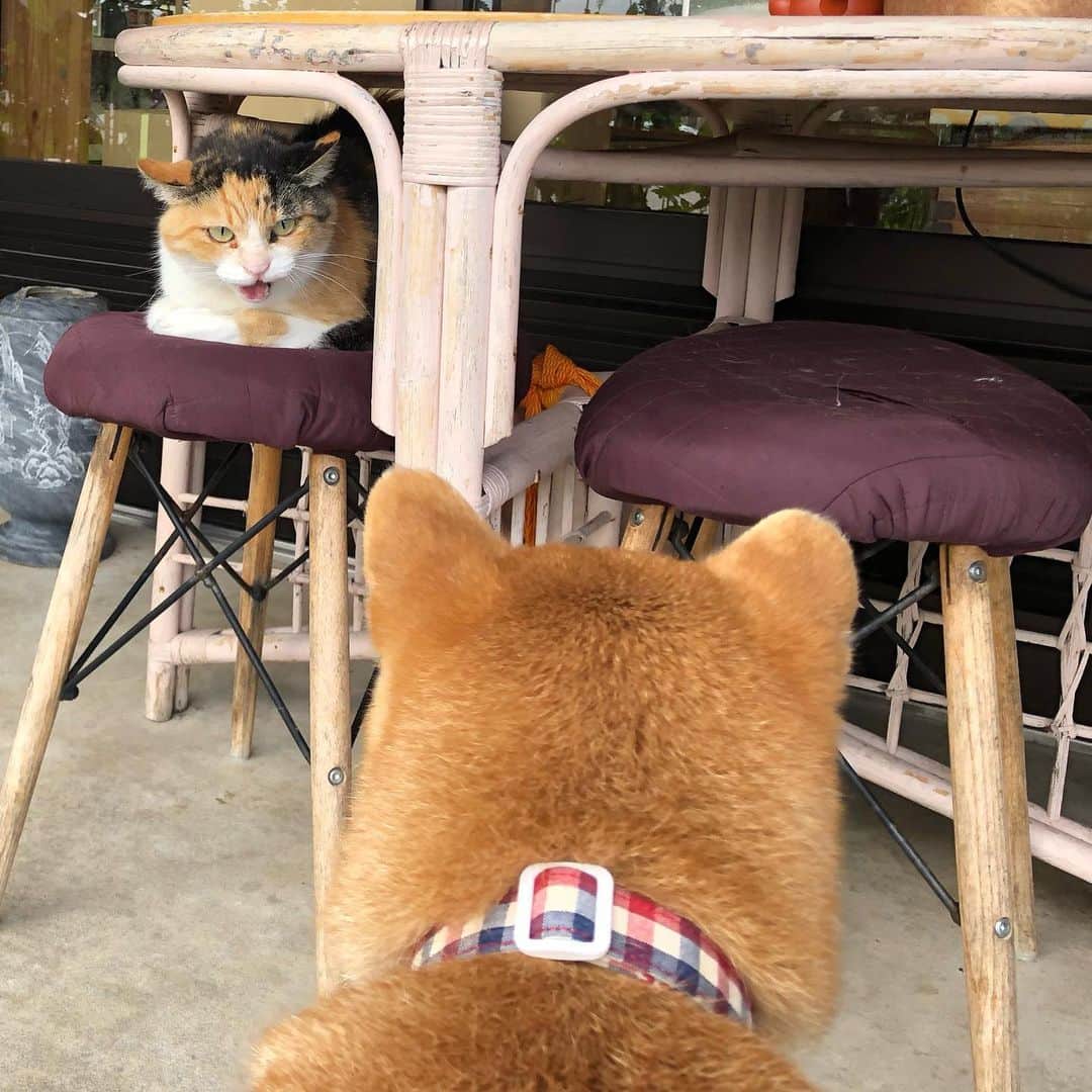 マロたんのインスタグラム：「😾Keep away from me. 🐻I'm sorry. #shiba #shibainu #weeklyfluff #野良猫」