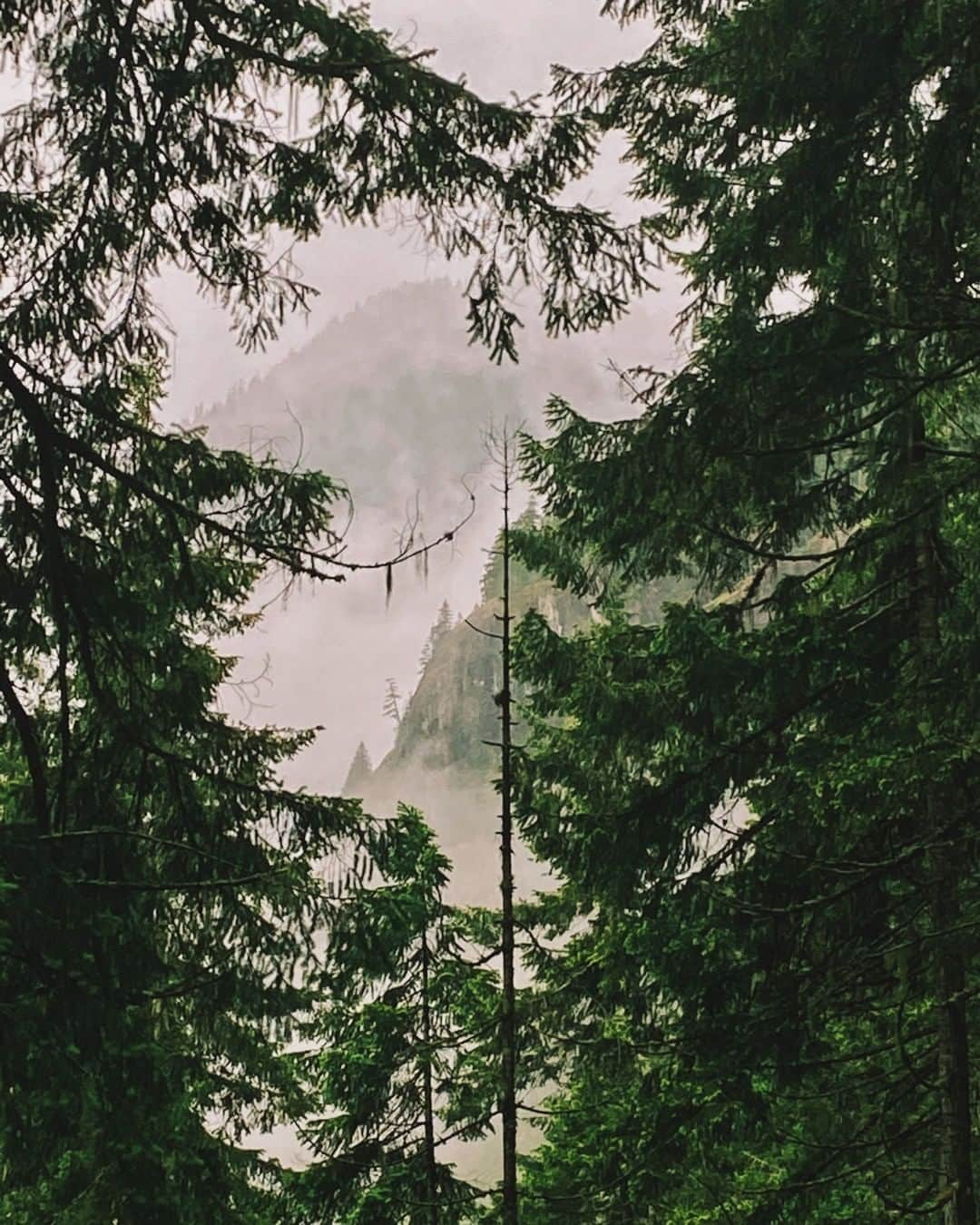 National Geographic Travelさんのインスタグラム写真 - (National Geographic TravelInstagram)「Photo by Spencer Millsap @Spono  There is no shortage of misty moodiness when it comes to the Olympic Peninsula. The ever changing weather is a sight to behold, breathe in, and enjoy. This is the view along the Duckabush River in the Olympic National Forest, ascending into the Olympic Mountains. #WA #Olympic #OlympicNationalForest #WashingtonTrails #OlympicPeninsula」7月4日 9時04分 - natgeotravel