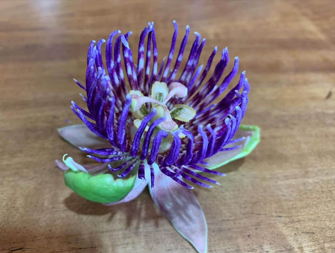 青山有紀さんのインスタグラム写真 - (青山有紀Instagram)「昨年ハワイ島で花療法を学んでから1年🌺今年は沖縄やんばるでのスキルアップクラス。 写真はジャマイカンリリコイ💜 花の優しさ、美しさに酔いしれ、木や元素と繋がり、言葉にならない素晴らしい時間を過ごしています🙏✨ 沖縄食材の手作りごはん、愛情が溢れ出てる無農薬フルーツ、ほんとに波動が良くて気持ちいいしほんとに美味しい！！！ありがとう🙏💜✨」7月4日 9時12分 - yukiaoya