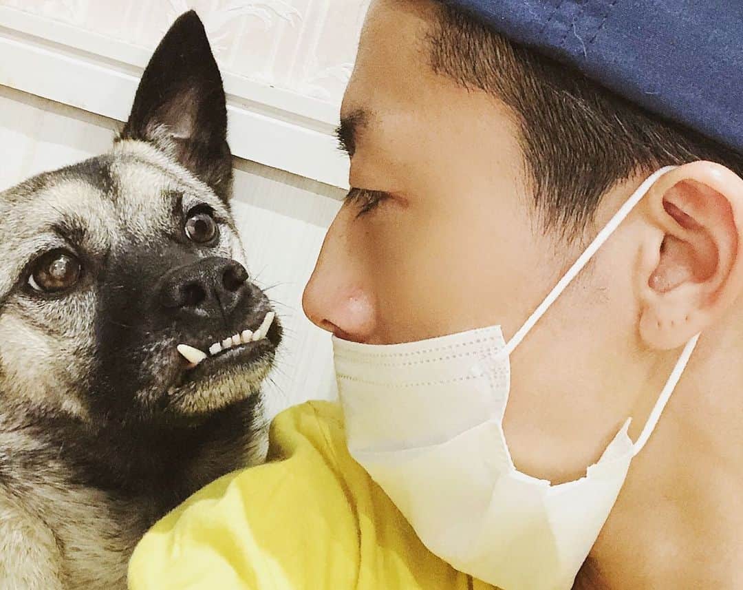BLADeのインスタグラム：「﻿ エレナの顔😏笑﻿ 美あごやわ〜🌛﻿ ﻿ #トリマー #trimmer #グルーマー #instadog #dogstagram #슈나우저 #トリミング #ブレちゃん #BOKUMO取扱店 #훈육미용　#긍정미용사  #훈육미용사 #긍정미용사 #훈육미용사 #남자애견미용사 #애견미용사 #애견미용 #펫스타일리스트 #강아지미용  #petgrooming #doggrooming #優しいトリミング ﻿ #元保護犬　#保護犬　#野犬　#元野犬　　#稲ちゃん　#稲ちゃん犬」