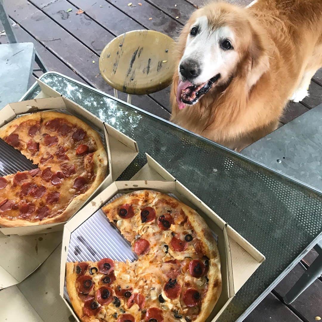 のインスタグラム：「Can i try a slice of pizza?? #hoykong」