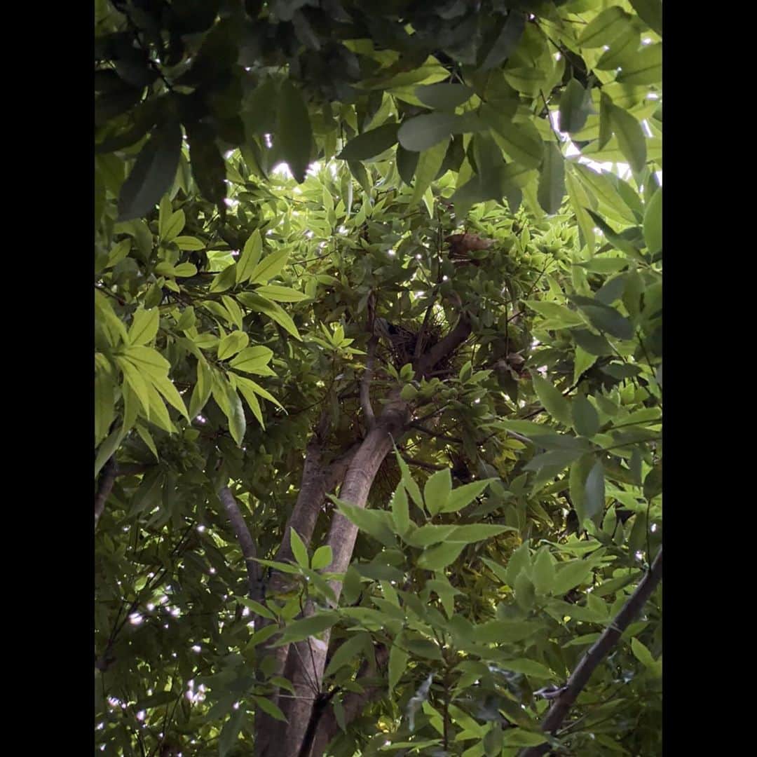 木村拓哉さんのインスタグラム写真 - (木村拓哉Instagram)「﻿ ﻿ 「庭の木に、鳩が巣を……。﻿ 何だか、心が和みます。」﻿ ﻿ STAY SAFE‼︎﻿ ﻿ 拓哉﻿ #木村拓哉#TakuyaKimura」7月4日 18時54分 - takuya.kimura_tak