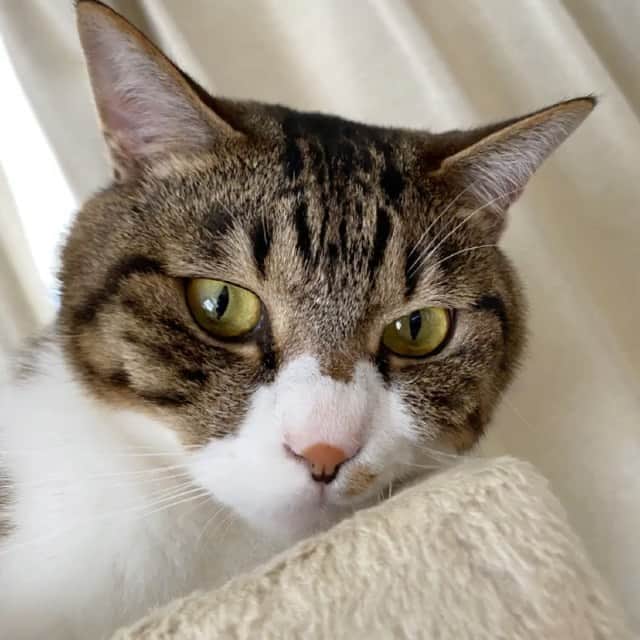 野本かりあのインスタグラム：「ルカを代弁者にしたのに、後ろで熱弁しているルカ。 何ちゅう、猫だ🐈 #東京都知事選挙2020 #投票に行こう」