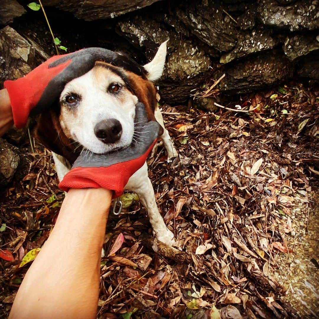 岡村咲さんのインスタグラム写真 - (岡村咲Instagram)「最近ジョンに冷たい態度取られるので、エスに乗り換えます。かなし。 #ジョンのいる暮らし #犬のいる暮らし」7月4日 19時02分 - sakiokamura_official