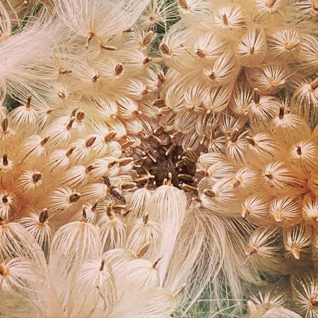 松田美由紀さんのインスタグラム写真 - (松田美由紀Instagram)「キレイシリーズ⑤ ふわふわ。 花の毛皮に包まれたい。  #花のち晴れ  #私は女王 #ふわふわ」7月4日 19時30分 - matsudamiyuki