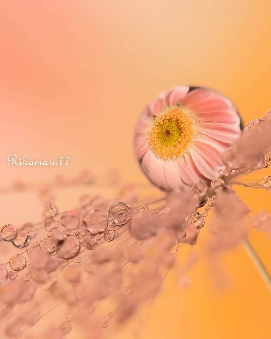 花の写真館のインスタグラム：「Photo by @rikamaru77.⠀ https://instagram.com/rikamaru77/⠀ .⠀ Original Post[投稿いただいたURL]⠀ https://www.instagram.com/p/B7QB5EbAqbe/⠀ .⠀ 本アカウントは、 #私の花の写真 をつけてInstagramに投稿された皆さまの花の写真や、「花の写真館」Facebookページで投稿された花の写真を紹介します。⠀ 「花の写真館」Facebookページは、「 @floral.photograph 」のプロフィールにあるURLからご覧ください。⠀ .⠀ ※各自、政府、自治体など公的機関の指示に従った行動をお願いします。⠀⠀ 東京カメラ部および分室では、写真を「見る楽しみ」を提供することを通して、微力ながら皆様にわずかな時間でも癒しをお届けしたいと思っております。⠀ ※本アカウントは東京カメラ部がFacebook、Instagramのサービスを利用して運営しているもので、Facebook社・Instagramとは一切関係ありません。⠀ .⠀ #花の写真館 #floralphotograph #floralphoto #flower #flowers⠀ Follow: @floral.photograph」