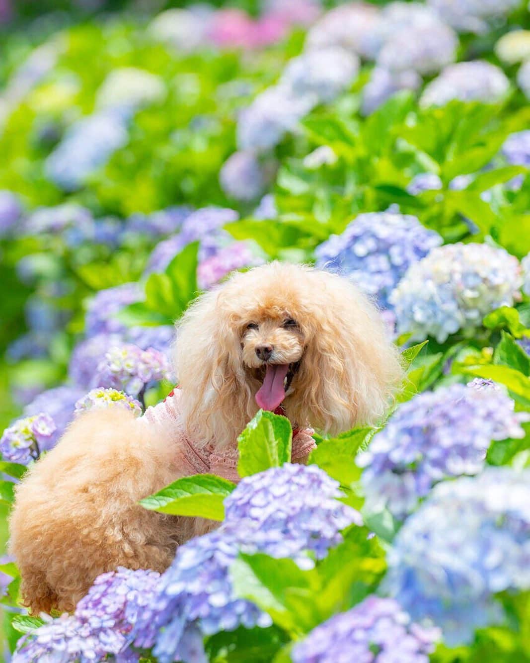 Toypoodle Mikuru?Asakusa Tokyoのインスタグラム：「20200704 Saturday. 雨☔️が降ったり止んだりが続く都内です。 合間をみてのお散歩🐾 ショートお散歩の回数が多いです😅 カラッと晴れて欲しいなぁ☀️ . 画像は先日行った権現堂の紫陽花✨ なめパパ @namecopapa に撮って頂きました💕 アナベルも綺麗でしたがブルー系の紫陽花も素敵でした✨ . 暑いのは苦手ですがお日様が恋しいですよね☀️ . #権現堂 #紫陽花 #翔んで埼玉」